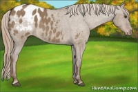 Horse Color:Liver Red Dun Appaloosa Brindle 