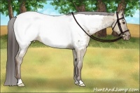 Horse Color:Liver Red Dun Appaloosa Brindle 