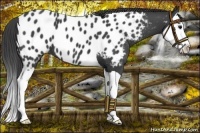 Horse Color:Smoky Black Splash Near Leopard 