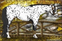 Horse Color:Black Frame Near Leopard
