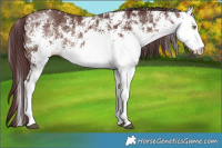 Horse Color:White Spotted Chocolate Brown Dun Rabicano