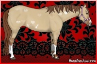 Horse Color:Red Dun Roan Splash Frame Rabicano 