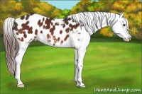 Horse Color:Bay Appaloosa 