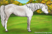 Horse Color:Gray Chestnut 