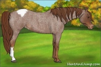 Horse Color:Red Roan Appaloosa 