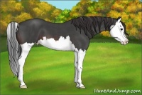 Horse Color:Brown Roan Splash Appaloosa 