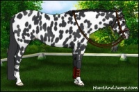 Horse Color:Black Near Leopard 
