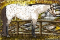 Horse Color:Bay Roan Dun Appaloosa 