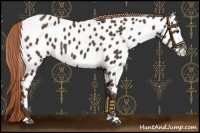 Horse Color:Liver Chestnut Near Leopard 
