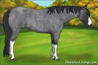 Horse Color:Blue Roan Varnish 