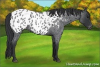 Horse Color:Blue Roan Appaloosa 
