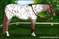 Horse Color:Red Roan Appaloosa 