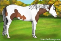 Horse Color:Bay Splash Tobiano