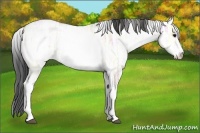 Horse Color:White Spotted Bay Ice Roan Dun 