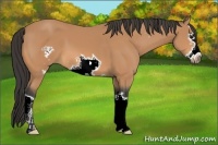 Horse Color:Buckskin Splash Frame 