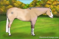 Horse Color:Silver Bay Dun Splash 