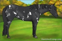 Horse Color:White Spotted Black 