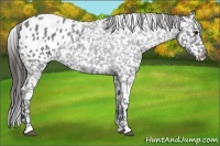 Horse Color:White Spotted Blue Roan Blanket Rabicano 