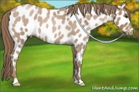 Horse Color:Blue Roan Pearl Appaloosa