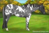 Horse Color:White Spotted Blue Roan Appaloosa