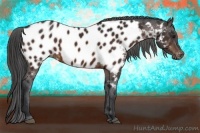 Horse Color:Bay Appaloosa 
