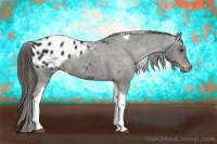 Horse Color:Liver Chestnut Tobiano Appaloosa