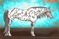 Horse Color:Liver Chestnut Appaloosa 