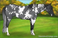Horse Color:White Spotted Blue Roan 