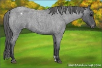 Horse Color:Blue Roan Appaloosa 