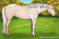 Horse Color:White Spotted Silver Bay Roan Pearl Rabicano 