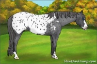 Horse Color:Blue Roan Frame Appaloosa 