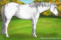 Horse Color:White Spotted Blue Roan Blanket 