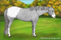 Horse Color:Blue Roan Splash Snowcap Rabicano 