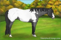 Horse Color:Blue Roan Frame Appaloosa 