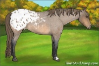 Horse Color:Buckskin Roan Appaloosa