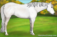 Horse Color:Gray Buckskin Roan 