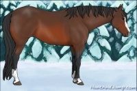 Horse Color:Bay Sabino 