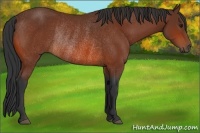 Horse Color:Bay Rabicano 