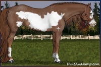 Horse Color:Chestnut Frame Rabicano 