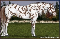 Horse Color:Chestnut Appaloosa 