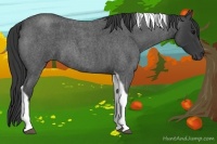 Horse Color:Blue Roan Tobiano