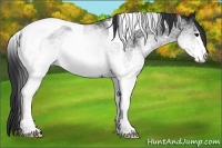 Horse Color:White Spotted Brown Tobiano Rabicano