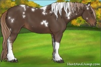 Horse Color:White Spotted Liver Chestnut Tobiano 