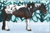 Horse Color:Brown Tobiano Appaloosa Rabicano 