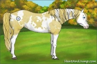 Horse Color:Watercolor White Spotted Chestnut Splash Appaloosa