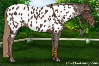 Horse Color:Liver Chestnut Appaloosa