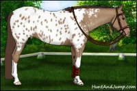 Horse Color:Classic Champagne Near Leopard 
