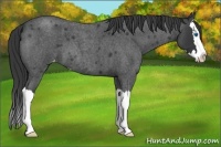 Horse Color:Blue Roan Splash Varnish 