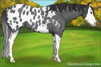 Horse Color:Blue Roan Splash Appaloosa 