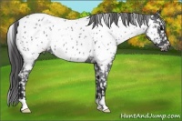 Horse Color:Blue Roan Near Leopard 